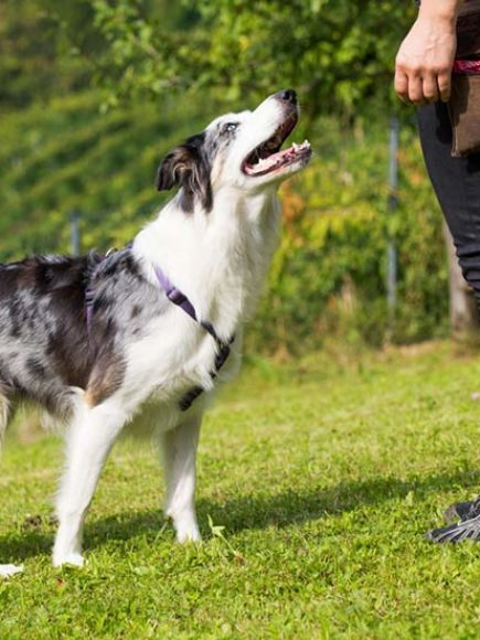 Maestría Internacional en Educación Animal: Técnico Experto de Adiestrador Canino